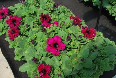 Petunia Espresso Frappe 'Ruby'