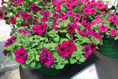 Espresso Frappe Petunia 'Ruby'