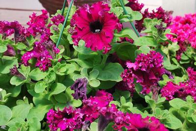 Petunia Espresso Frappe 'Ruby'