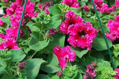 Espresso Frappe Petunia Rose