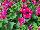 Floranova: Petunia  'Rose' 
