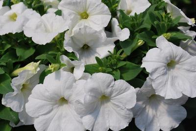 Espresso Petunia White 