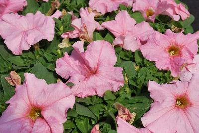 Espresso Grande Petunia Peach 