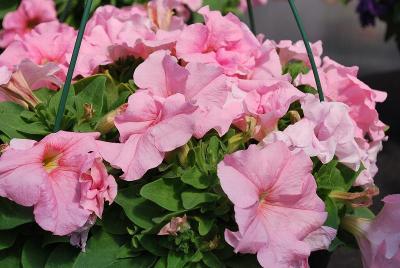 Petunia Espresso Grande 'Peach'