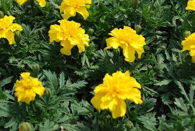 Marigold, french Cresta 'Yellow'