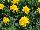 Floranova: Marigold, french  'Yellow' 