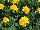 Cresta Marigold, french Yellow 
