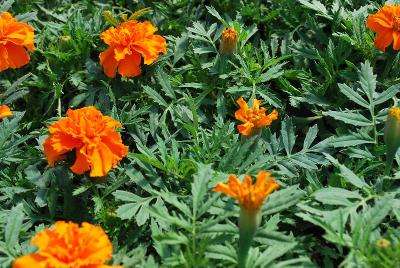 Marigold, french Cresta 'Deep Orange'