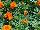 Cresta Marigold, french Deep Orange 