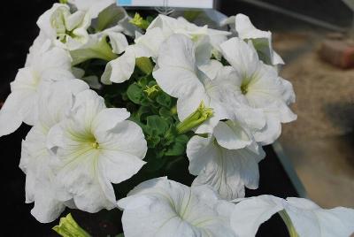 Prism Petunia White 