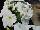 Floranova: Petunia  'White' 