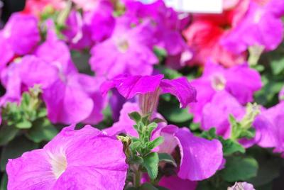 Petunia Prism 'Lavender'