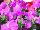 Floranova: Petunia  'Lavender' 
