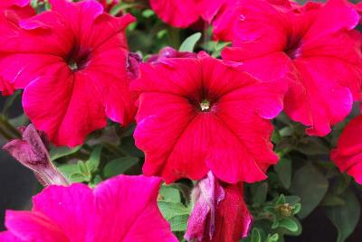 Prism Petunia Deep Rose 