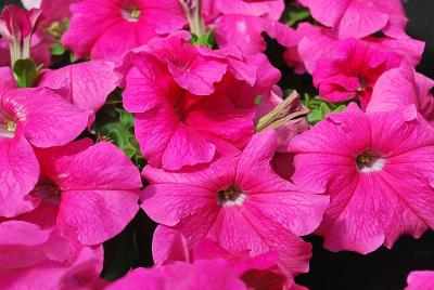 Petunia Prism 'Pink'