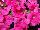 Floranova: Petunia  'Pink' 