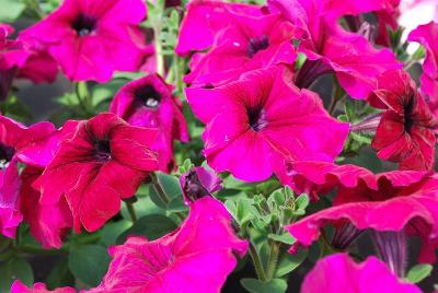Floranova: Prism Petunia Ruby 