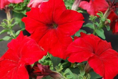 Petunia Prism 'Red'