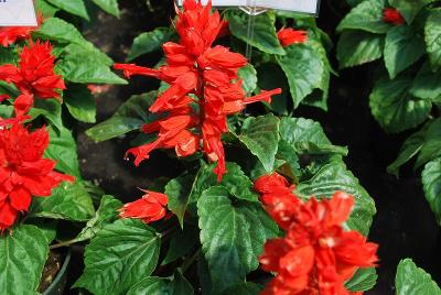 Salvia  'Sahara'