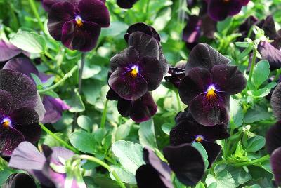 Freefall Pansy Deep Violet 