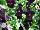Freefall Pansy Deep Violet 