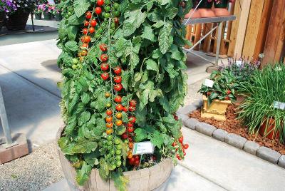 Tomato  'Rapunzel'