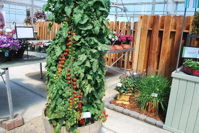 Tomato  'Rapunzel'