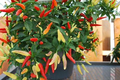 Pepper, hot  'Basket of Fire'