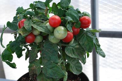 Sweet 'n' Neat Tomato Scarlet 