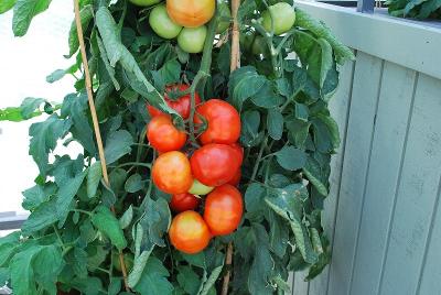 Tomato  'Big League'