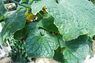 Cucumber  'Petipikel'