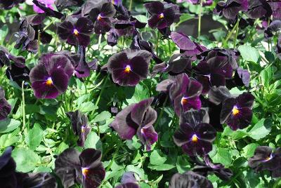 Pansy Freefall 'Deep Violet'