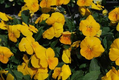 Freefall Pansy Golden Yellow 