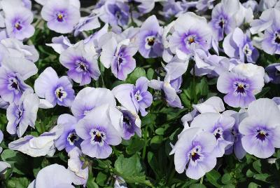 Pansy Freefall 'Marina'