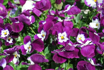 Freefall Pansy Purple White Face 