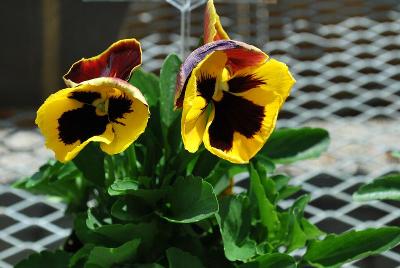 Magnum Pansy 'Redwing'