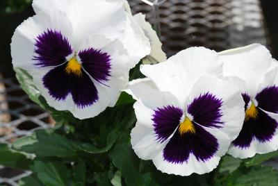 Pansy Magnum 'White Blotch'