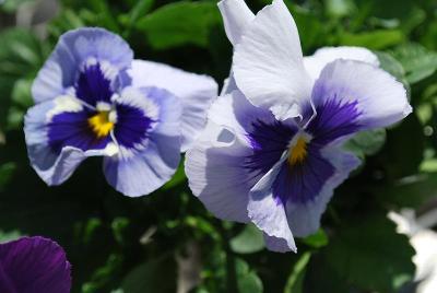 Pansy Magnum 'Porcelain Blue'