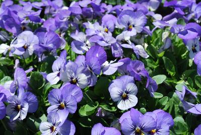 Viola Bel Viso 'YTT'