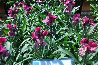 Wallflower Sugar Rush 'Purple Bicolor'