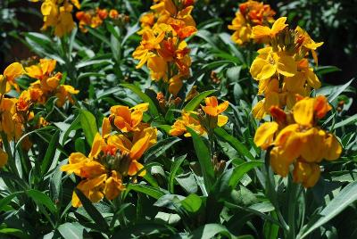 Sugar Rush Wallflower Orange 