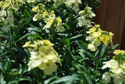 Wallflower Sugar Rush 'Primrose'