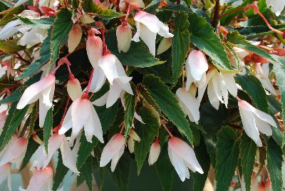 Begonia Bossanova 'Pure White'