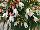 Floranova: Begonia  'Pure White' 