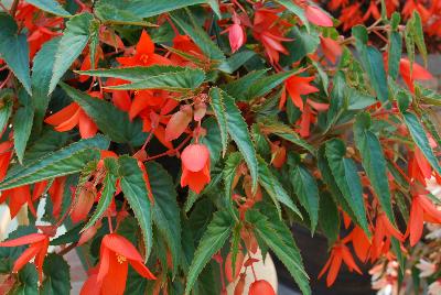 Bossanova Begonia Salmon Shades 