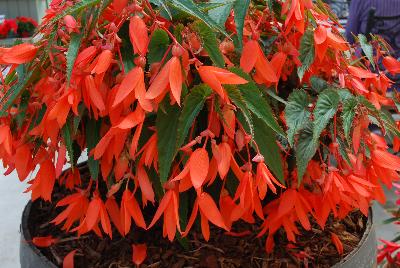 Begonia Bossanova 'Salmon Shades'