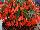Floranova: Begonia  'Salmon Shades' 
