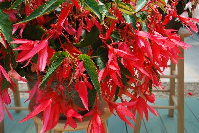 Begonia Bossanova 'Pink Glow'