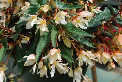 Bossanova Begonia Ivory 