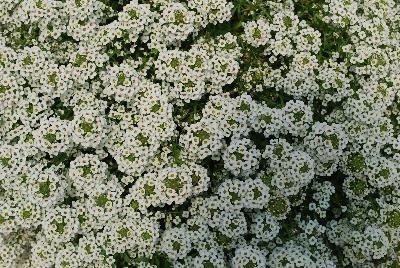 Alyssum  'North Face'